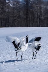 Obraz premium Japanese crane in Tsurui village,Kushiro,Hokkaido,Japan 