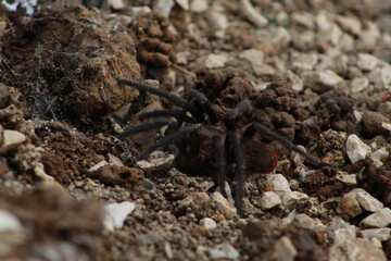 spider on the ground