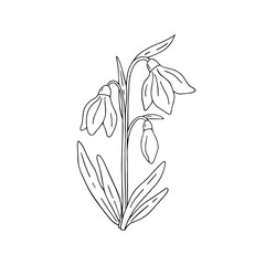 Vector hand-drawn illustration of a spring snowdrop flower on a white isolated background. The drawing can be used to design postcards, stickers, and print decorative elements.