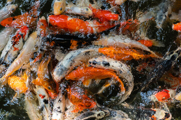 Obraz na płótnie Canvas Koi fish or carp fish swimming in pond