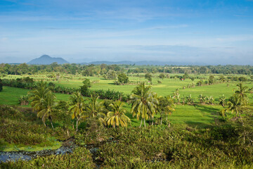Fototapeta na wymiar Rice fields and coconut palms in Central Province near Dambulla, Sri Lanka