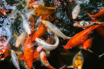 Koi fish or carp fish swimming  in pond