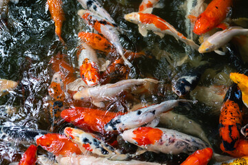 Koi fish or carp fish swimming  in pond