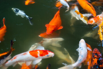 Koi fish or carp fish swimming  in pond