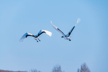 Japanese crane
