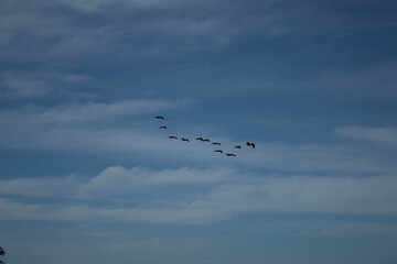 birds on the sky