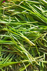 Freshly Cut Korean Chives