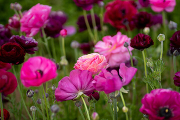 Flowers in the field
