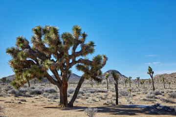 Joshua trees growing in the Mojave Desert near Palm Springs California
