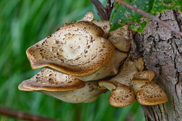 Turtle Headed Mushroom Growing on Tree