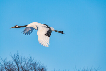 Japanese crane
