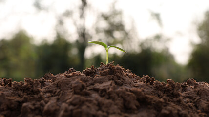 Seedlings are growing in nature, concept of business growth and nature conservation.