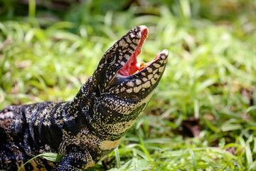Lagarto no mato com suas cores vibrantes da natureza e fundo obstrato.