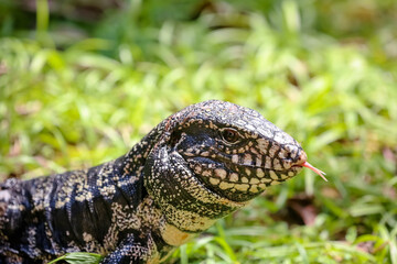 Lagarto no mato com suas cores vibrantes da natureza e fundo obstrato.