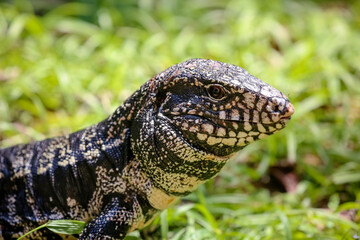 Lagarto no mato com suas cores vibrantes da natureza e fundo obstrato.