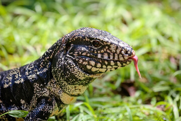 Vista de lagarto no mato comendo.