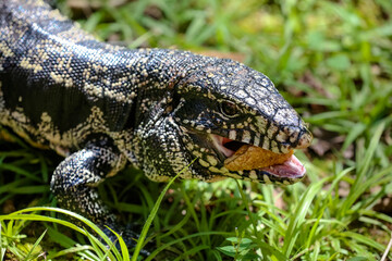 Lagarto no mato com suas cores vibrantes da natureza e fundo obstrato.