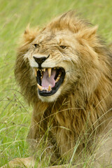 Male lion making flehman face, Masai Mara Game Reserve, Kenya
