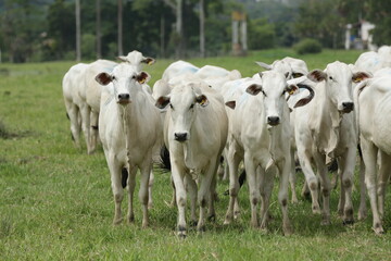 Vista de gados no pasto de corte.