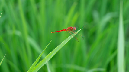 A dragonfly perching on the grass. Dragonflies are a good condition for farmers, that is, there are no pests that disturb the plants