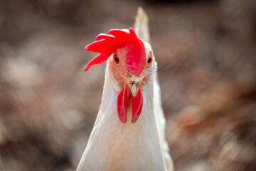 Close up of a Leghorn Hen staring straight ahead. Good for a meme.