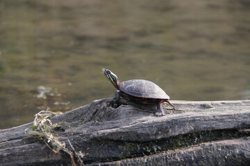 Obraz premium Painted Turtle on a Log