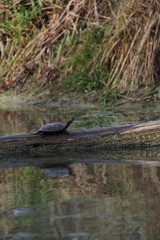 turtle on the river
