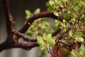 Close-up Manzanita in California