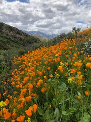 Superbloom of golden poppies in the Walker Canyon area near Lake Elsinore in Southern California