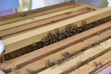 Beekeepers insert wooden frames of honey bees into a beehive. 