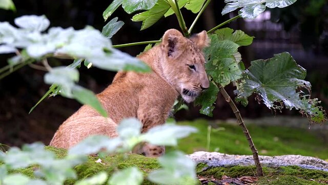Lion Cub Sitting On Rock And Biting Wet Leaves Inside Singapore Zoo. - close up