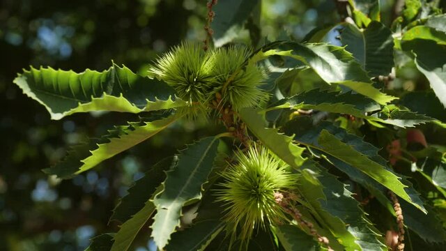 Chestnut Fruits in Green Hedgehog with Leaves hanging on tree's branch not yet ripe in autumn before harvest, changing light