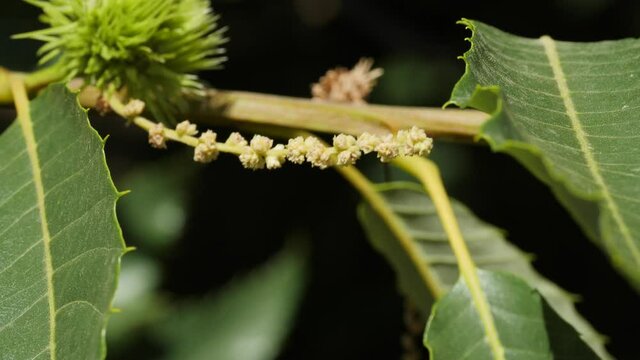 Chestnut Catkin with Fruit in Hedgehog in background with leaves hanging on tree's branch not yet ripe in autumn before harvest