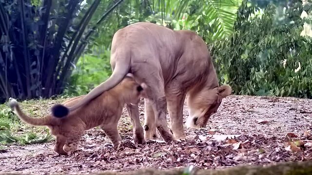 Lion Cub Playing And Biting Legs And Back Of Adult Lioness Walking In Wilderness At Daytime
