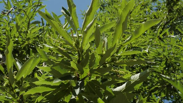 Chestnut Fruits in Hedgehog with many leaves hanging on tree's branch not yet ripe in autumn before harvest