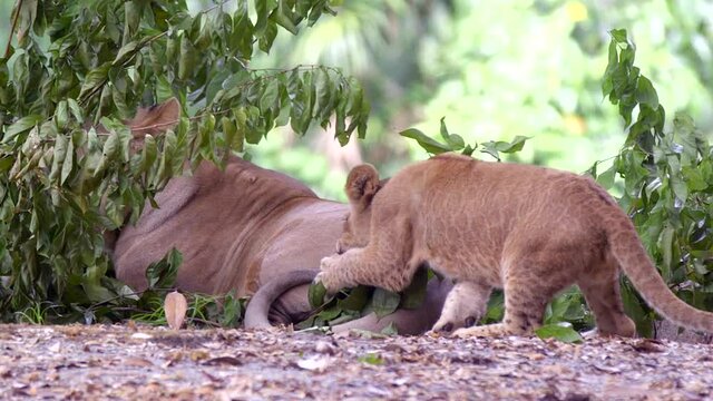 Playful Lion Cub Biting The Tail Of Adult Lioness Lying On  Forest Ground. - close up, slow motion