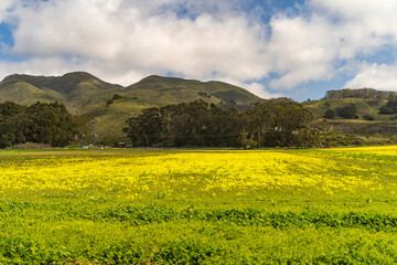 Scenic view of the field with yellow flowers and mountains. Spring time. 