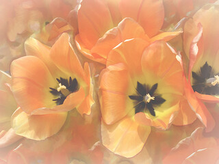 Tulip array in luminous, bright color. 