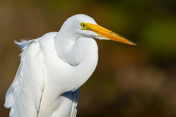 Close-up of a Beautiful Great Egret.
