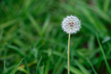Dandelion on the background of green grass