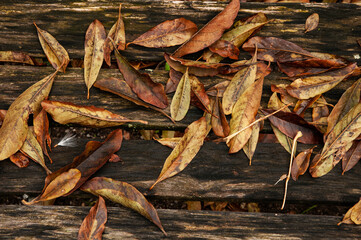 dead autumn leaves on rotting boards