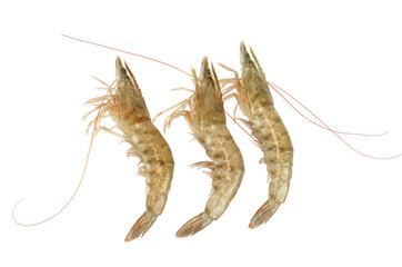 Fresh living shrimp isolated on white background