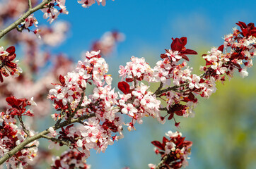 Blooming Purple leaf Krauter Vesuvius (Cherry Plum) in the Central Park of Fremont