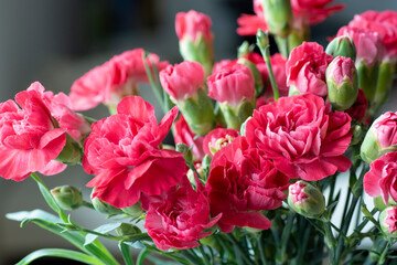 Bouquet of pink carnation flowers. Clove flowers . Close up. Detail. Selective focus.
