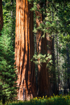 giant sequoia trees dwarfed people  in Mariposa Grove in Yosemite National park visiting during  summer.