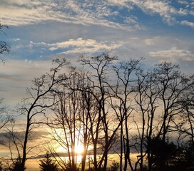 Fototapeta premium sunset in the forest
