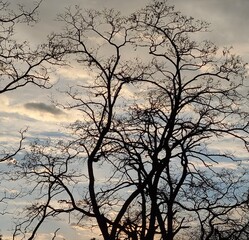 Obraz premium tree in the sky