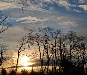 Fototapeta premium sunset in the forest