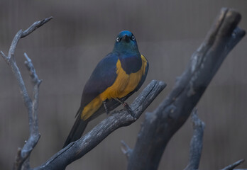 Golden Breasted Starling Bird on a branch