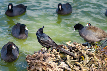 Great-tailed Grackl (male) stands on the shore of Lake Elizabeth and watches black ducks (Fulica atra), Fremont Central Park